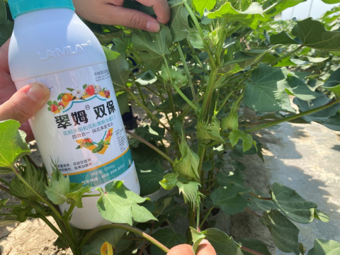 水溶肥品牌,棉花種植,拉姆拉滴灌級特種肥 水溶肥品牌,棉花種植,拉姆拉滴灌級特種肥