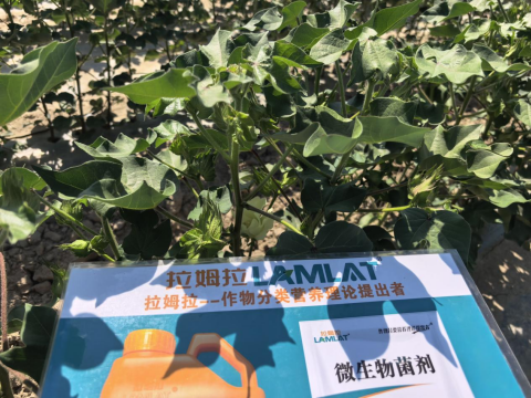 水溶肥品牌,棉花種植,拉姆拉滴灌級特種肥 水溶肥品牌,棉花種植,拉姆拉滴灌級特種肥