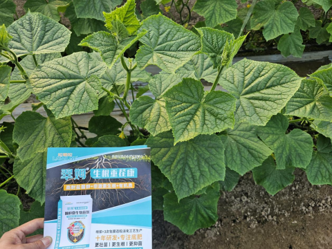 水溶肥,土壤重茬,翠姆生根重茬康 水溶肥,土壤重茬,翠姆生根重茬康