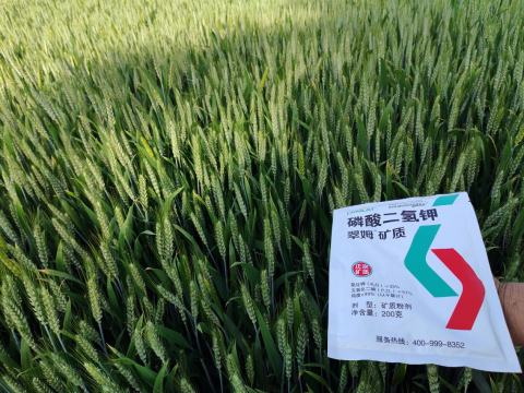 水溶肥品牌,大田作物種植,拉姆拉滴灌級(jí)特種肥 水溶肥品牌,大田作物種植,拉姆拉滴灌級(jí)特種肥